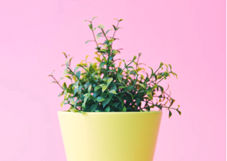 yello Flower in a yellow pot